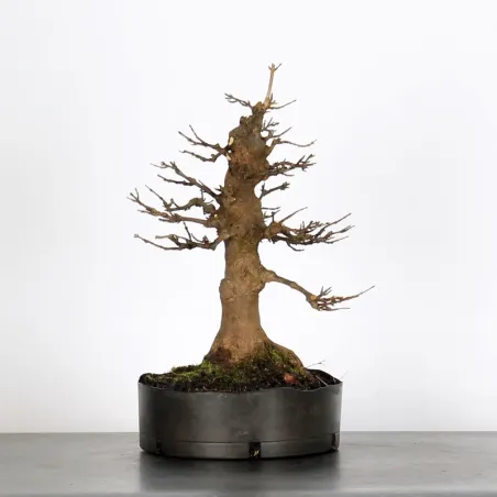 Bonsai Erable Burger AB-1-7