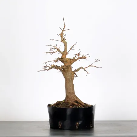 Bonsai Erable Burger AB-1-10