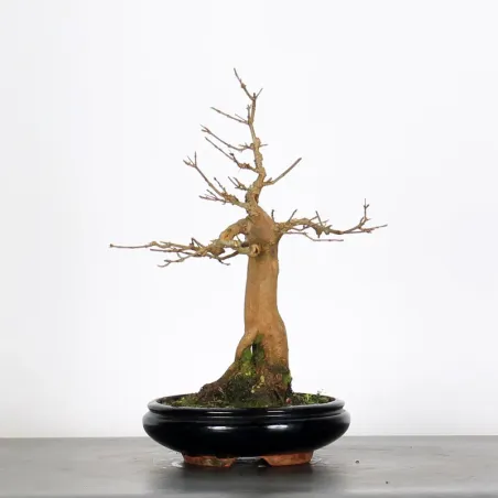 Bonsai Erable Burger AB-1-11