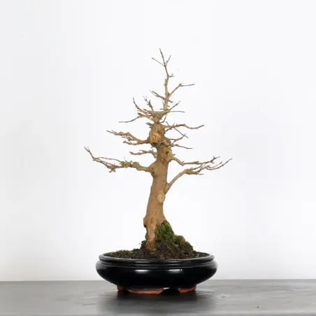 Bonsai Erable Burger AB-1-12