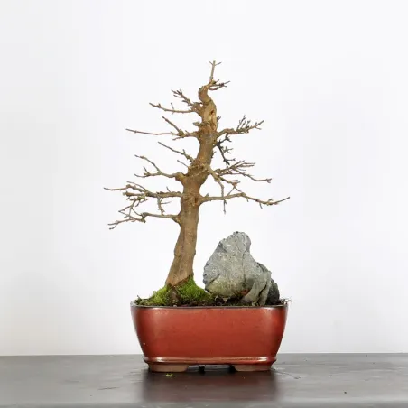 Bonsai Erable Burger AB-1-13