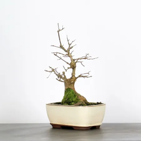 Bonsai Erable Burger AB-1-15