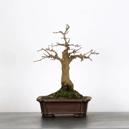 Bonsai Erable Burger AB-1-7