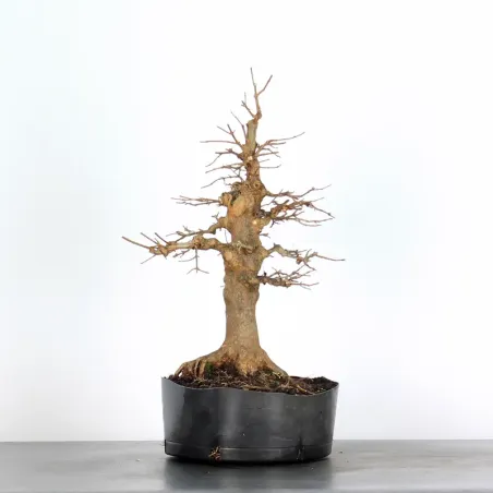 Bonsai Erable Burger AB-1-18