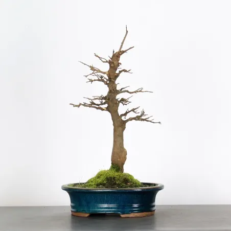 Bonsai Erable Burger AB-2-3