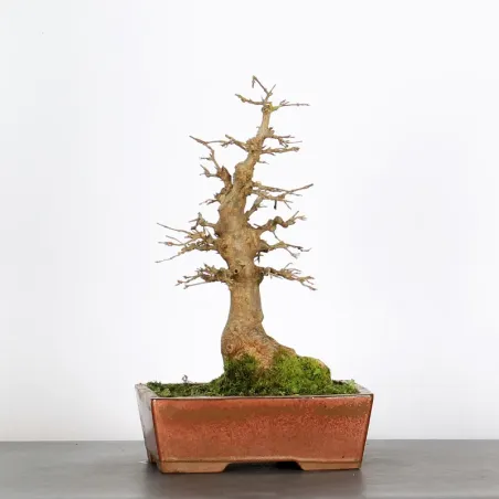 Bonsai Erable Burger AB-2-6