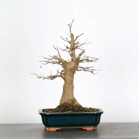 Bonsai Erable Burger AB-2-9