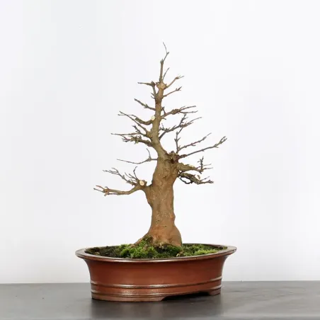 Bonsai Erable Burger AB-2-10