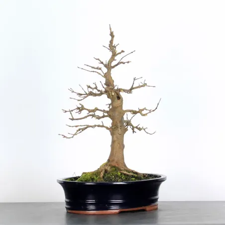 Bonsai Erable Burger AB-2-12