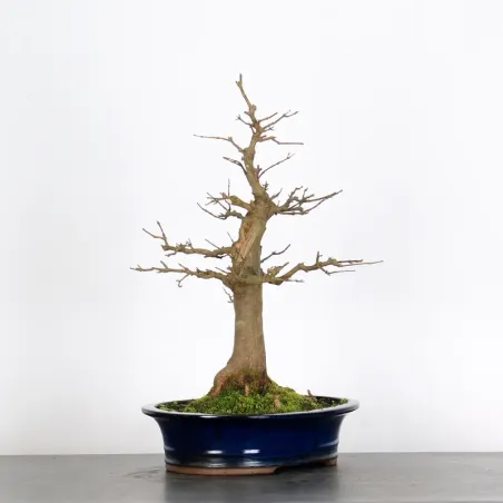 Bonsai Erable Burger AB-2-17