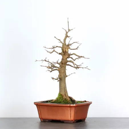 Bonsai Erable burger AB-2-3