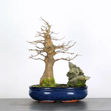 Bonsai Maple Burger AB-3-8