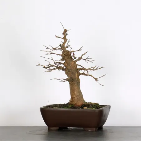 Bonsai Maple Burger AB-3-9