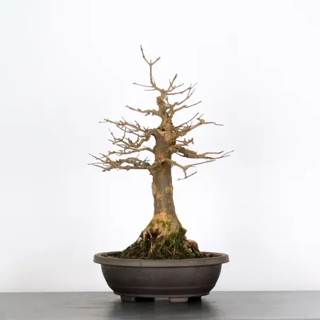 Bonsai Erable Burger AB-3-17