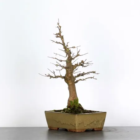 Érable "ACER BUERGÉRIANUM" 3-21