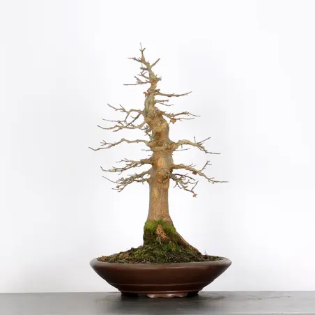 Bonsai Erable Burger AB-4-7