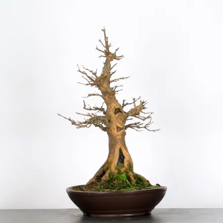 Bonsai Erable Burger AB-4-9