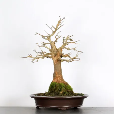 Bonsai Erable Burger AB-5-1