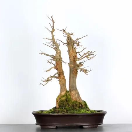 Bonsai Erable Burger AB-5-3