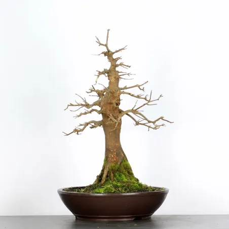 Bonsai Erable Burger AB-5-5