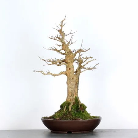 Bonsai Erable Burger AB-5-8