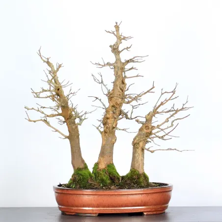 Bonsai Erable Burger ABF-1-9