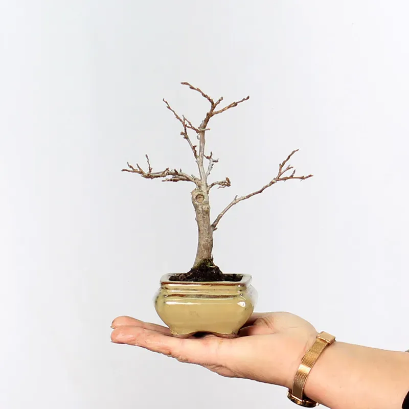 Bonsai Charmes CH-1-1