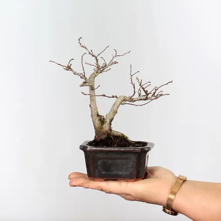 Bonsai Charmes CH-1-2