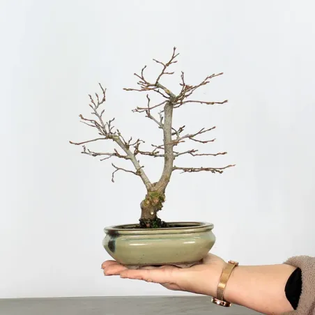 Bonsai Charmes CH-1-3