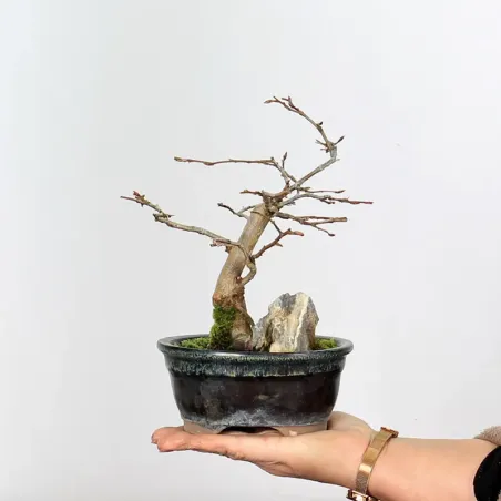 Bonsai Charmes CH-1-6