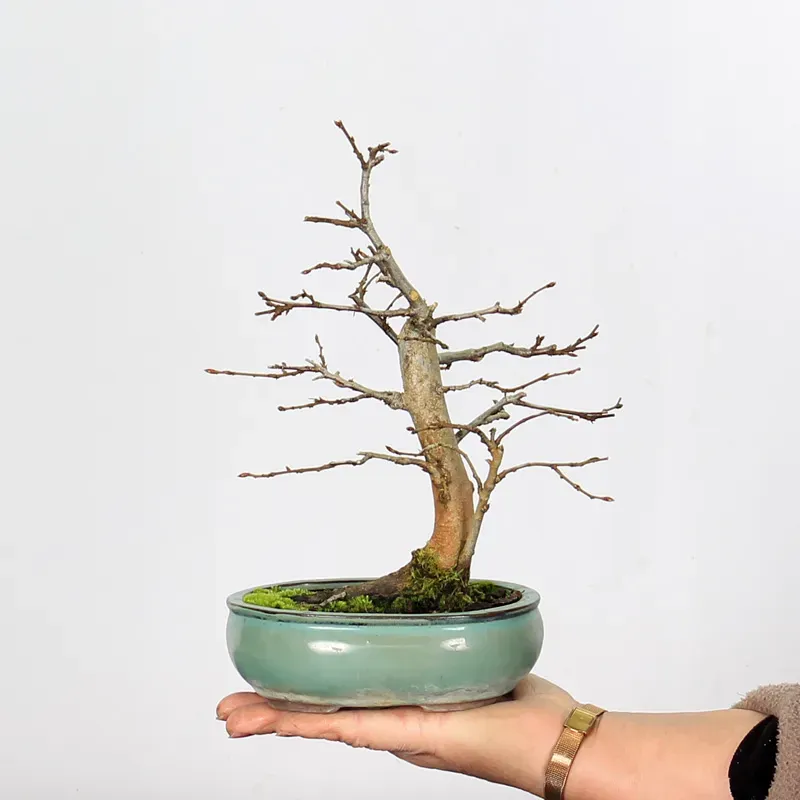 Bonsai Charmes CH-1-7