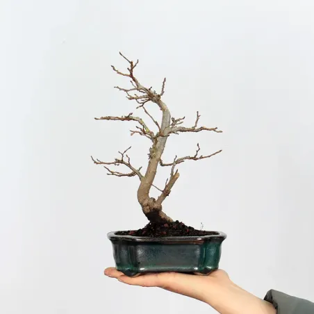 Bonsai Charmes CH-1-9