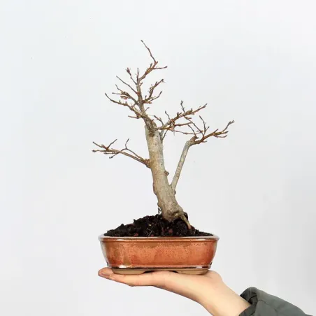 Bonsai Charmes CH-1-10