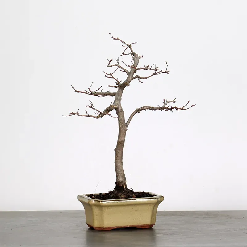 Bonsai Charmes CH-1-11