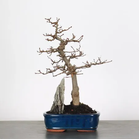 CHARM "Carpinus" 1-16