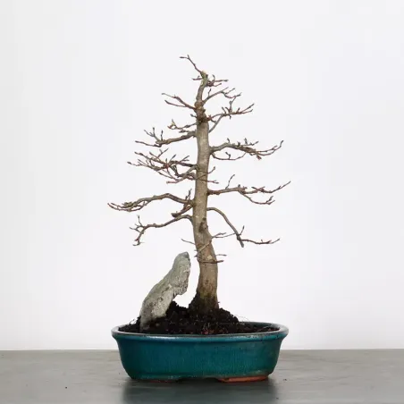 CHARM "Carpinus" 1-17