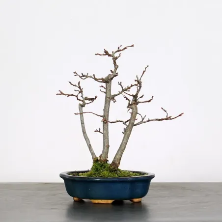 CHARME "Carpinus" 1-19