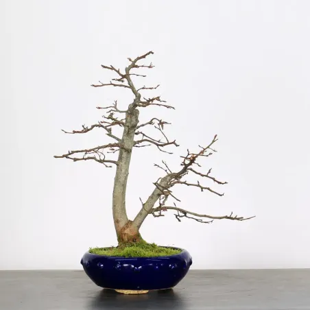 CHARME "Carpinus" 1-20