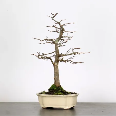 Bonsai Charmes CH-2-3