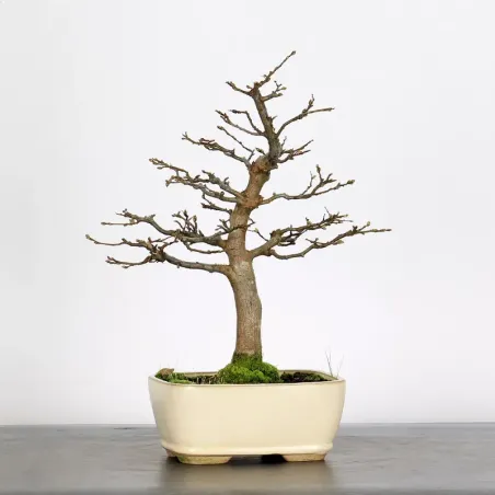 Bonsai Charmes CH-2-4