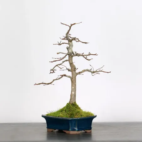 Bonsai Charmes CH-2-6