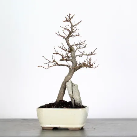 Bonsai Charmes CH-2-7