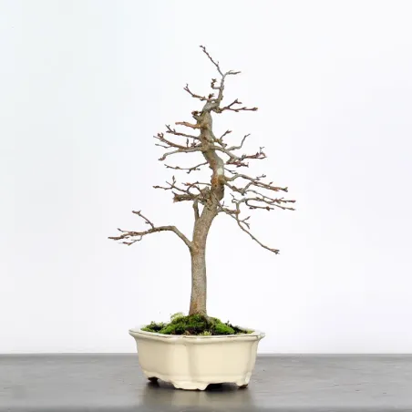 CHARME "Carpinus" 2-13