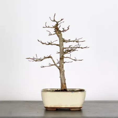 CHARME "Carpinus" 2-15