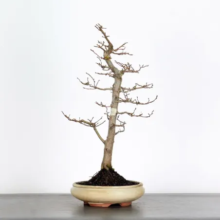 CHARME "Carpinus" 2-16