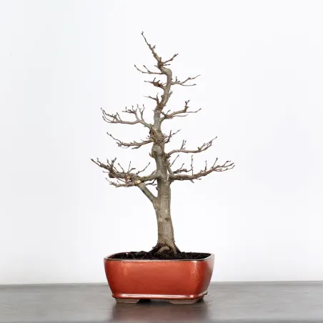 CHARME "Carpinus" 2-17