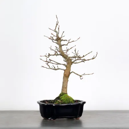 CHARME "Carpinus" 2-18