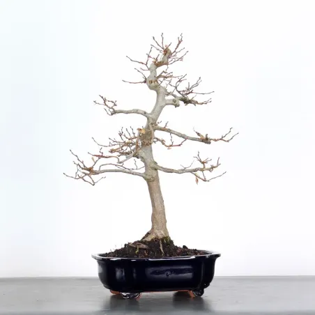 CHARME "Carpinus" 2-20