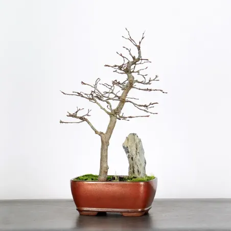 CHARME "Carpinus" 2-24