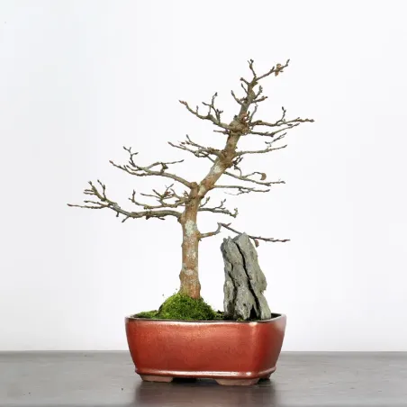 CHARME "Carpinus" 2-25